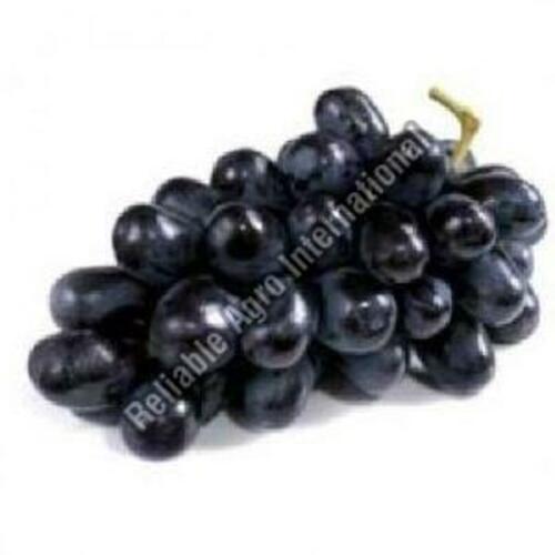 Common Fresh Black Grapes Fruits