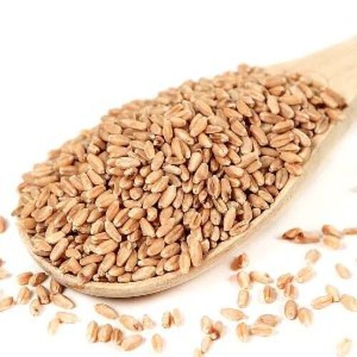 Brown Hard White Wheat For Food