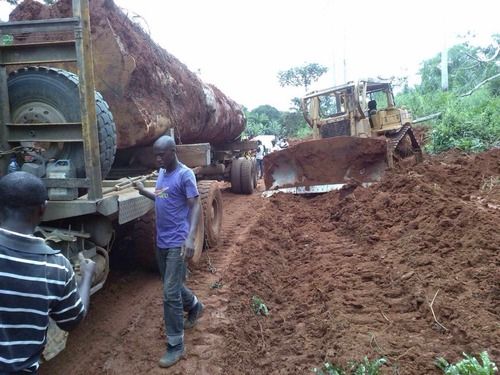 Iroko Tali Timber Logs