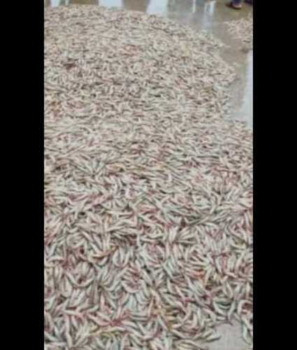 Wholesale Price Fresh Prawn