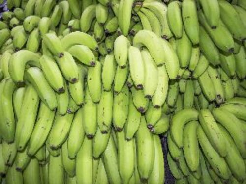 Organic Fresh Green Banana Fruits