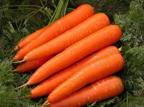 A Grade Fresh Carrots