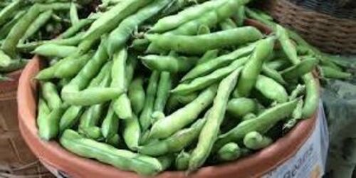 Fresh Broad Beans for Cooking