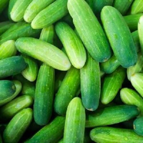 Fresh Green Cucumber For Food Preserving Compound: Cool And Dry Place