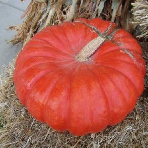 Fresh Red Pumpkin for Cooking