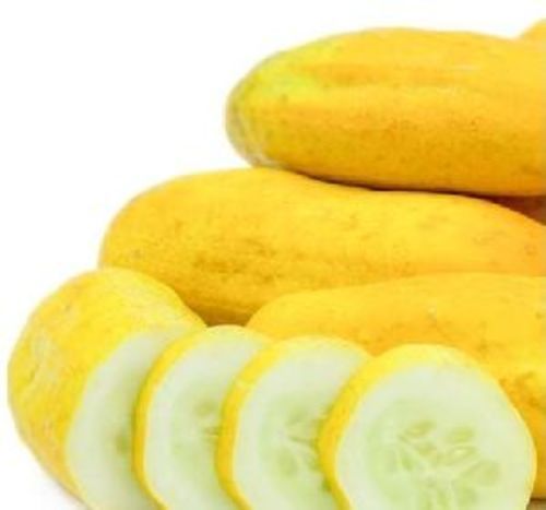 Fresh Yellow Cucumber For Food Preserving Compound: Cool And Dry Place