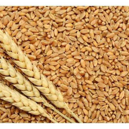 100% Organic Wheat Grain