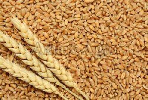 Brown Wheat Seeds for Food