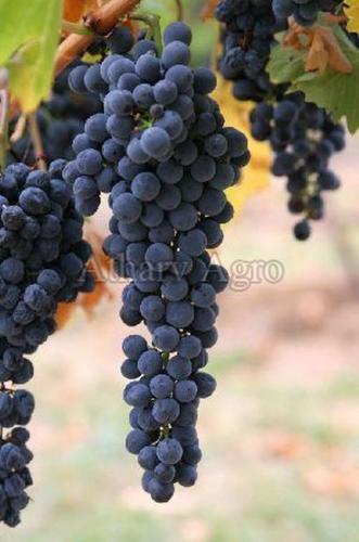Fresh Black Grapes Fruits