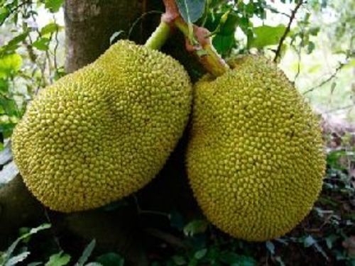 Fresh Green Jackfruit For Cooking Preserving Compound: Cool And Dry Place