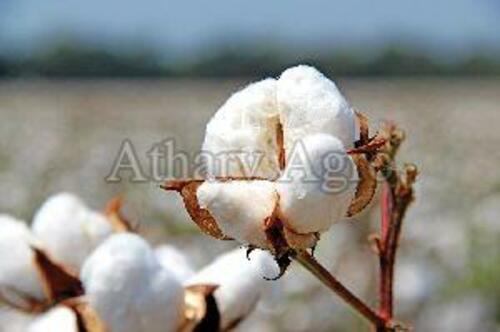 Pure White Raw Cotton