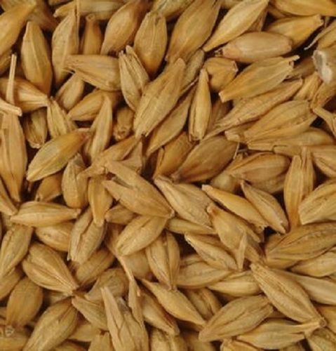 100% Natural Feed Barley