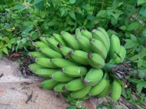 Fresh Hill Banana Fruits