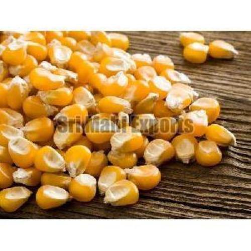 Natural Yellow Corn for Food