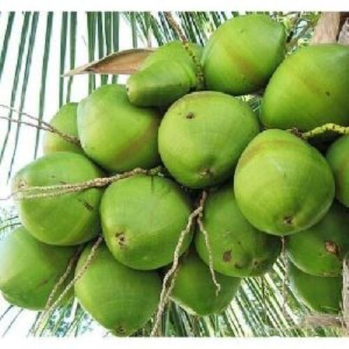 Fresh Natural Green Coconut