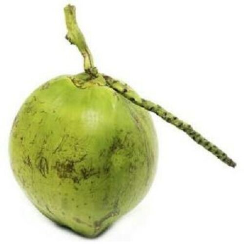 Hybrid Fresh Green Coconut