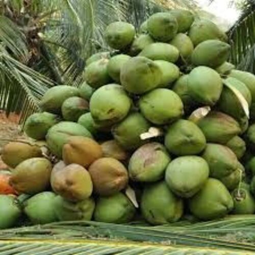 Organic Fresh Green Coconut