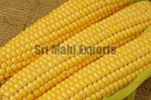 Organic Yellow Corn for Food