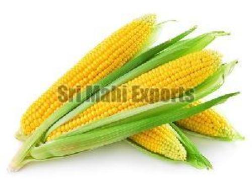 Whole Yellow Corn for Food