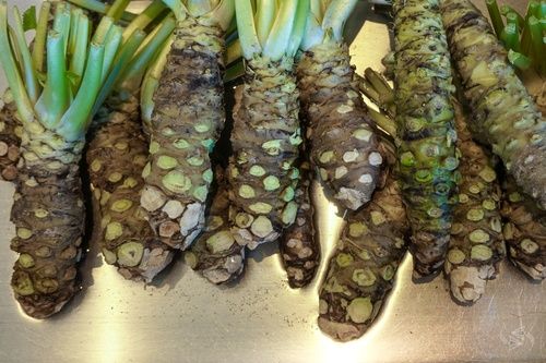 100% Natural Wasabi Roots