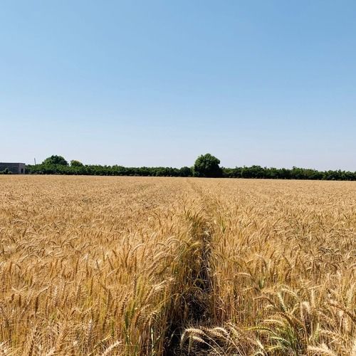 Dried And Cleaned Organic Wheat Grain