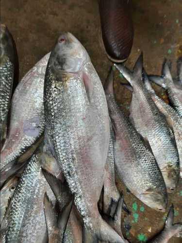 Export Quality Fresh Alive Fish