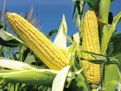 Natural and Organic Yellow Maize