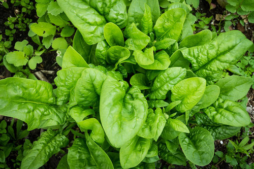 Pesticide Free Fresh Spinach Shelf Life: 30 Days