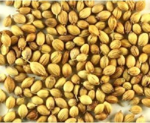 Pure And Natural Coriander Seeds