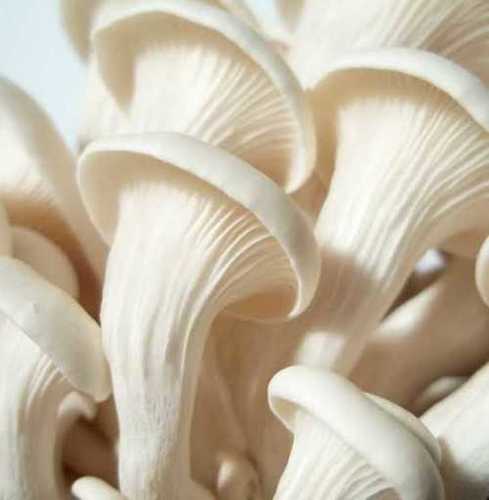 White A Grade Organic Mashroom