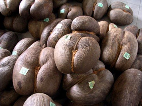 Common Coco De Mer Seeds