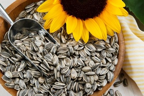 Natural Taste Sunflower Seeds