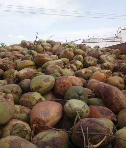 Pure Organic Green Coconut