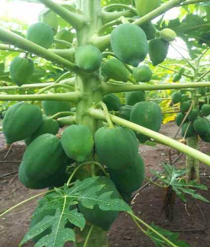 Open Air Organic Taiwan 786 Green Papaya