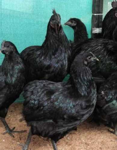 Poultry Farm Chicks In Bhubaneswar - Prices, Manufacturers & Suppliers
