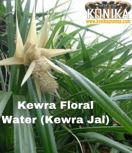 Konika Kewra Water (Jal)