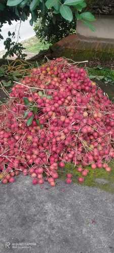 Organic Natural Fresh Rambutan Fruit