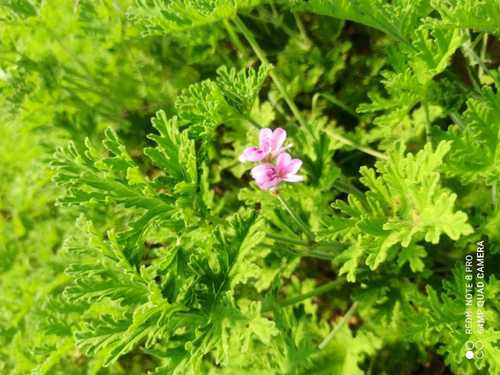 Geranium Oil Gender: Male