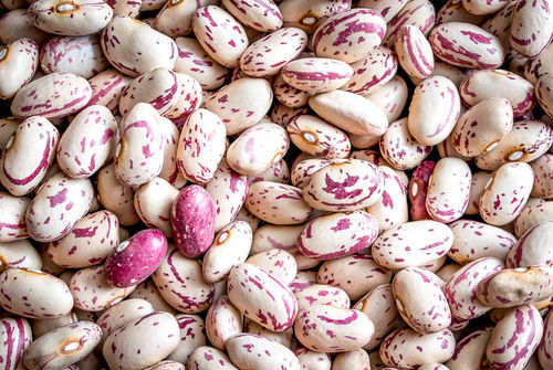 Organic Dried Cranberry Beans Processing Type: Common