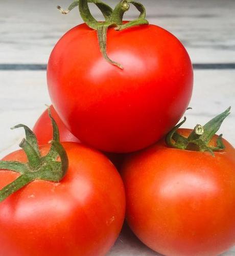 Common Hybrid Tomato Seed