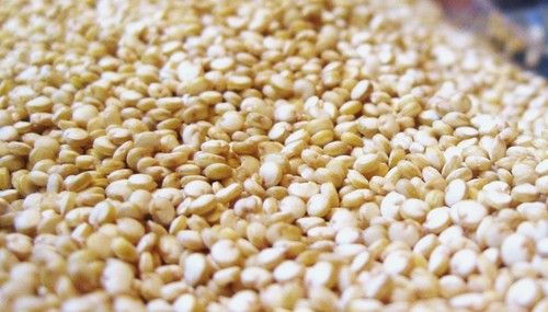 Quinoa Seeds With All Nutrition