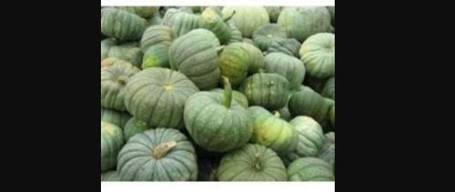 Round Farm Fresh Ash Gourd