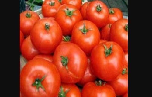 Farm Fresh Red Tomatoes