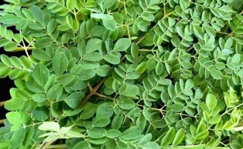 Indian Fresh Moringa Leaf Ingredients: Herbs