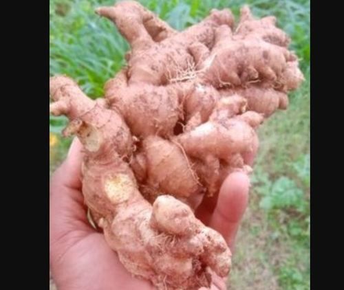 Preserved Indian Fresh Raw Ginger