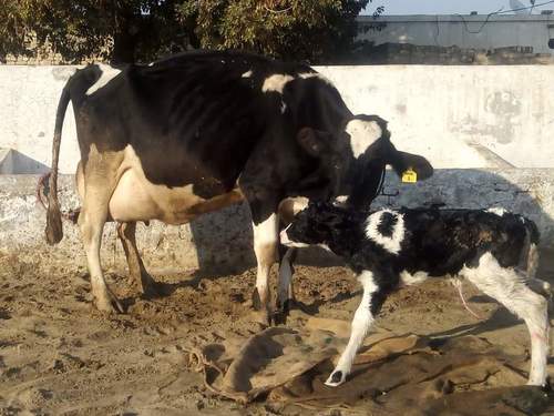 Black and White Pure HF Cow