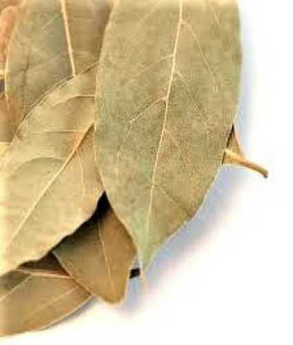Natrual Green Bay Leaf