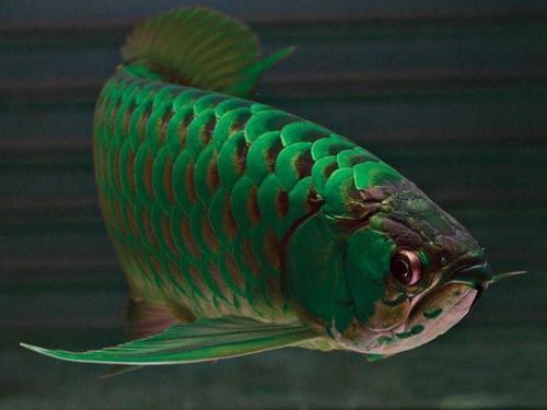 Alive Green Arowana Fish