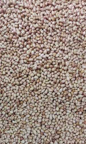 Groundnut Seed Without Shell