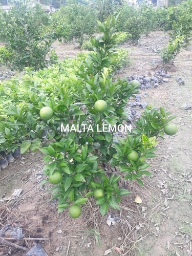 Green Well Juicy Malta Lemon Plant